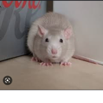 Rats are super cool .-.
