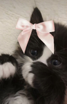 Cutie patootie!