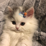 frog's friend group