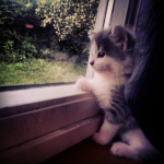 Omg this cat is so cool