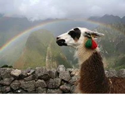 The llama lovers :D Roblox group icon