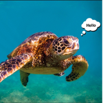 Turtle Squad xox
