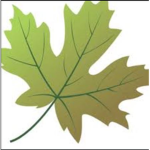 Leaf County