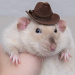 Rats of the West.