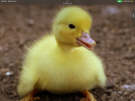THE Great Duck Empire…
