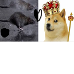 The best doge squad