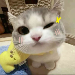 kitty appreciation x3
