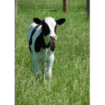 Moo Moo Land