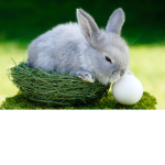 cookie_doy’s awesome group of bunny rabbit’s