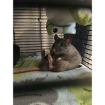 sᴛʀᴇᴇᴛ ʀᴀᴛs
