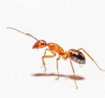 ant :D