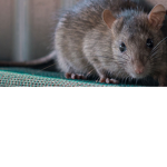 Rats are la best