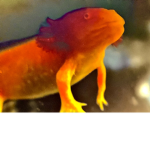 The Axolotl SuperForce