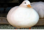 Duck army we love ducks