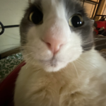 I think I know that cat!
