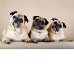 pugs are the greatest
