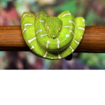 Herp Kingdom