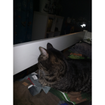 Cats are pro u know