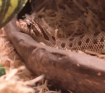 bryn banana land