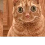 The cat of heaven