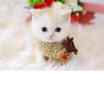 곰돌이 친구