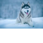 dogs fans group :D