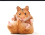 ClanOfHamsters.