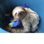 Sloth Studios :)
