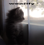 wearify '