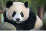 Pandy's cult