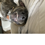 Kota love