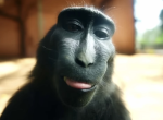 RIZZ MONKEY GROUP