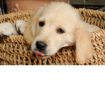 DOGGO TEAM JOIN!!!!!!!