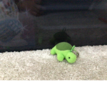 Turtle and giraffe