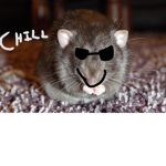 The epicc rats