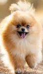 Dog are favorite 2