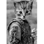 war if u like it
