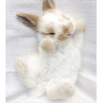 We the rabbits