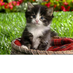 Kitten_club