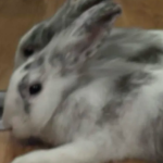 fangroup of this rabbit named pie
