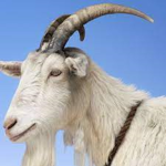 The NZ_Kiwi Goat's