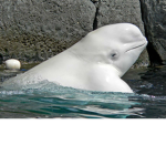 BlueWhaleInFlagWars