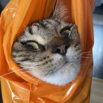 pounce!