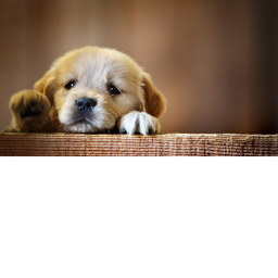 puppy obby