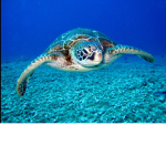 TURTLES FOR LIFE:)