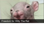 The rat gangsterss
