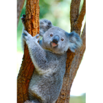 #baby koala squad