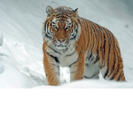 tiger rulers