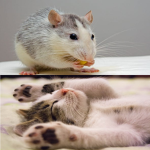 RattyCatty Productions