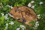 fawnded